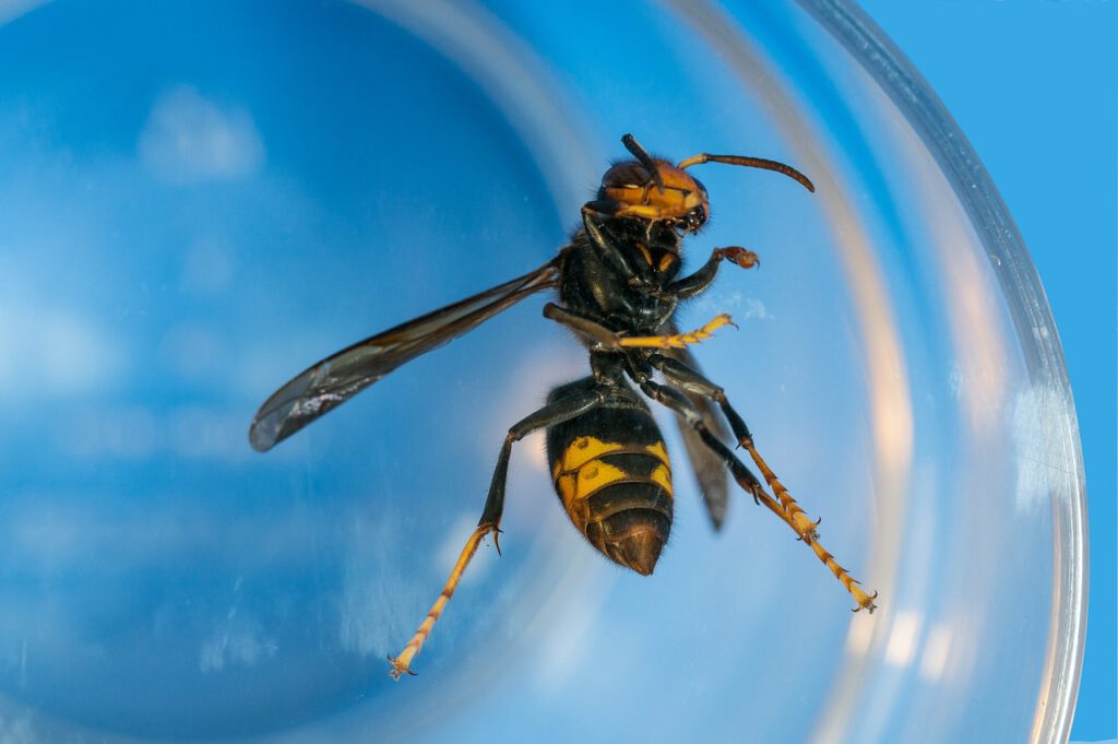De Aziatische hoornaar heeft als invasieve soort geen natuurlijke vijanden.